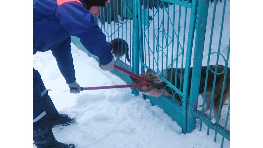 В Новороссийске спасатели вытащили застрявшую в воротах собаку (ФОТО)