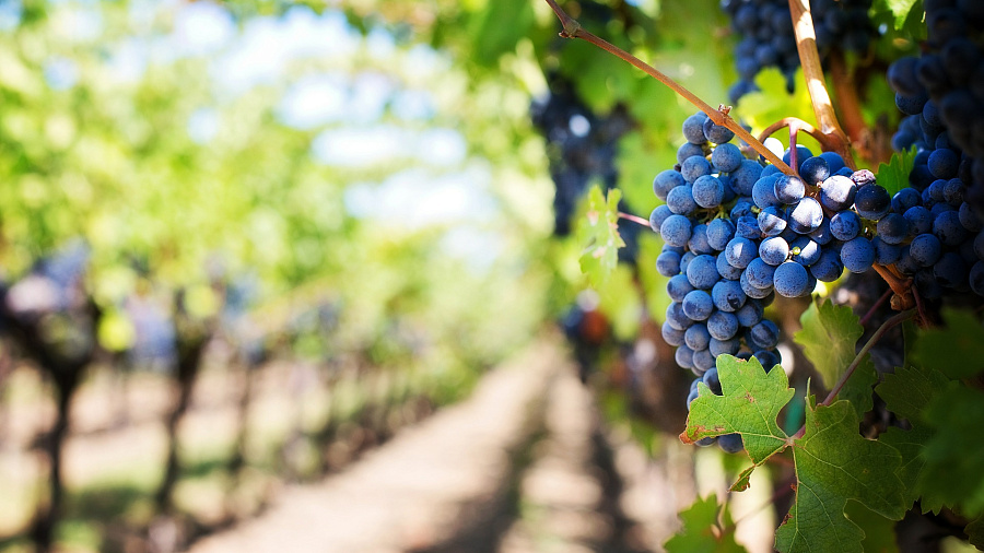 «Треть виноградников всей страны». На Кубани появится новая категория земель «под виноградарство»