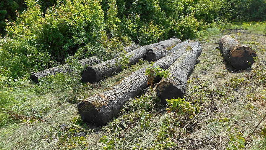В Краснодарском крае «черные лесорубы» уничтожили дубы на 12 млн рублей