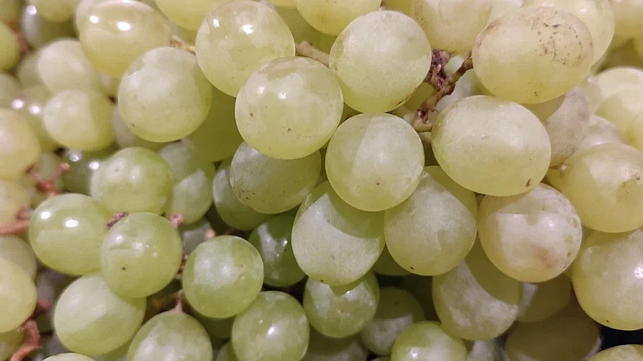 В ЗСК обсудили меры поддержки виноградарей и виноделов на Кубани