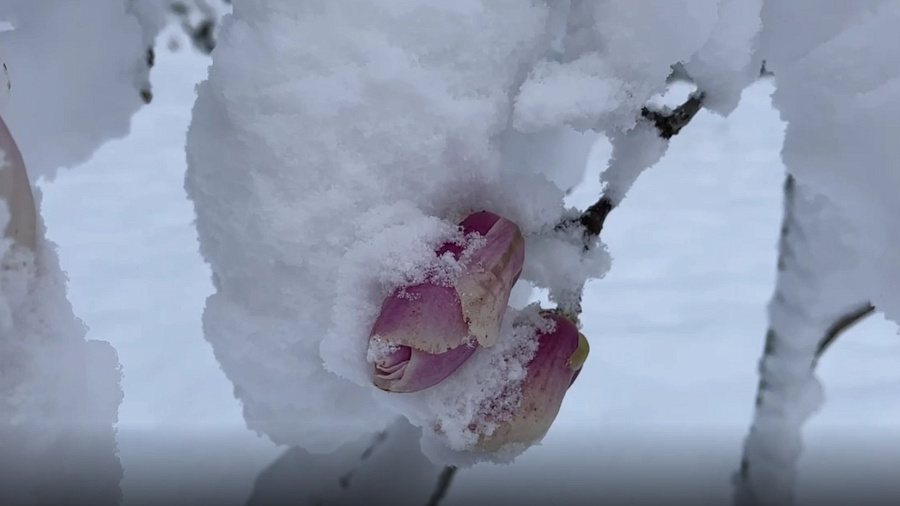 В Сети появились кадры редкого цветения магнолии под покровом снега в Сочи