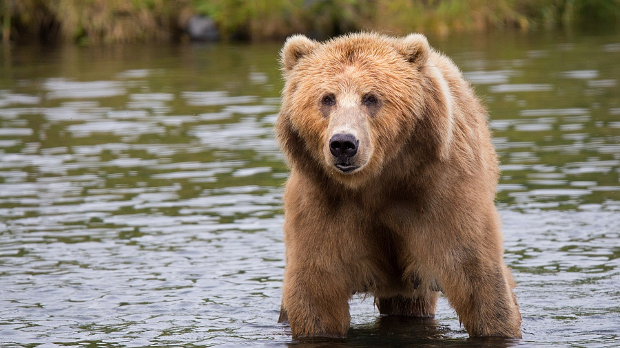 В Краснодарском крае мужчина во время охоты на медведя застрелил полицейского