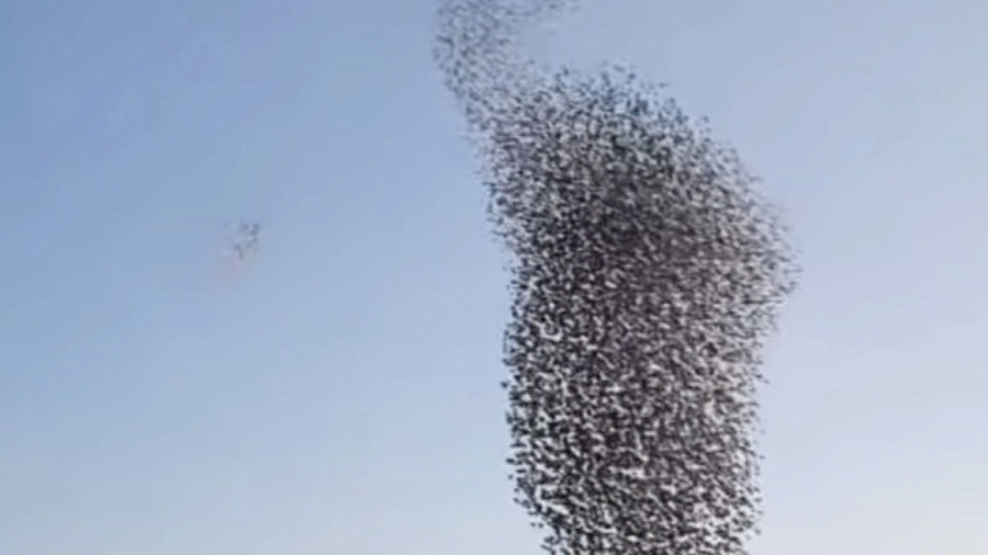 Редкий танец нескольких тысяч птиц в небе над Краснодарским краем поразил пользователей Сети