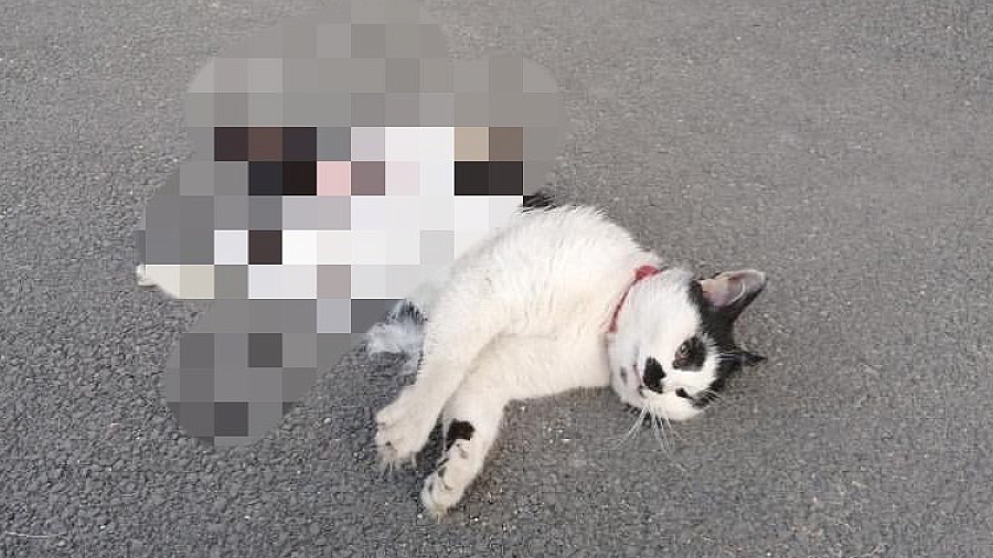 Жители Краснодара сообщили о нападении стаи бродячих собак на домашнего кота