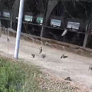 Прокуратура проверяет ферму в Кореновском районе после массовой гибели птиц