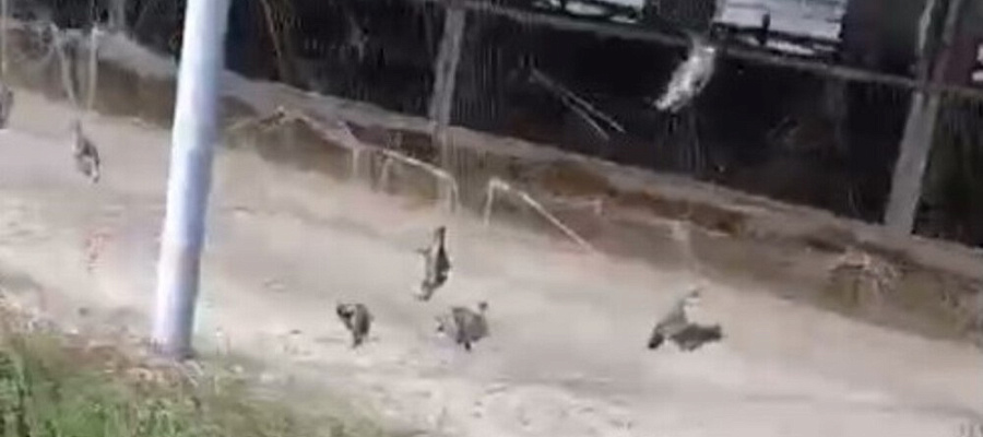 Прокуратура проверяет ферму в Кореновском районе после массовой гибели птиц