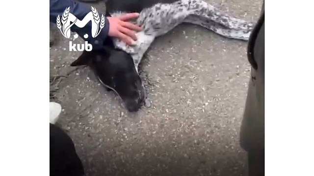 В Тамани живодер на глазах у детей жестоко убил собаку ядовитым дротиком 