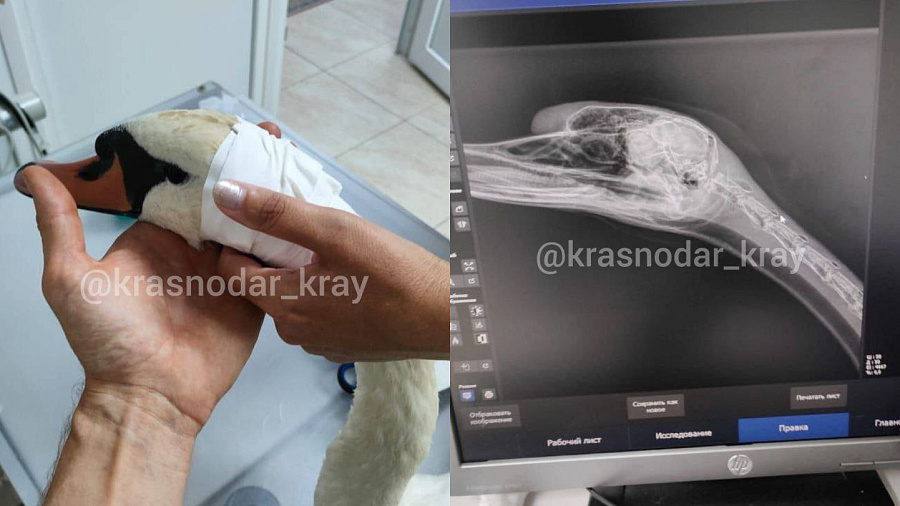 В Горячем Ключе живодер сломал шею лебедю