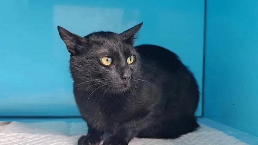 Кот Бурак из Новороссийска стал Бароном и обжился в Краснодаре