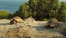 Фотоловушки заповедника «Утриш» запечатлели краснокнижных черепах