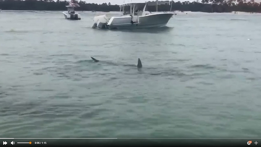 Видео: во Флориде стая смертоносных акул окружила отдыхающих на пляже