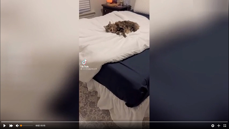 Кошка, отказавшаяся покидать хозяйскую постель, развеселила Сеть