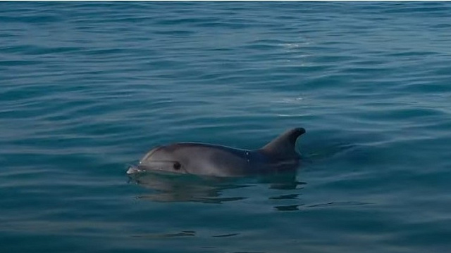 В Севастополе суд оштрафовал директора дельфинария, выбросившего в море ручных афалин
