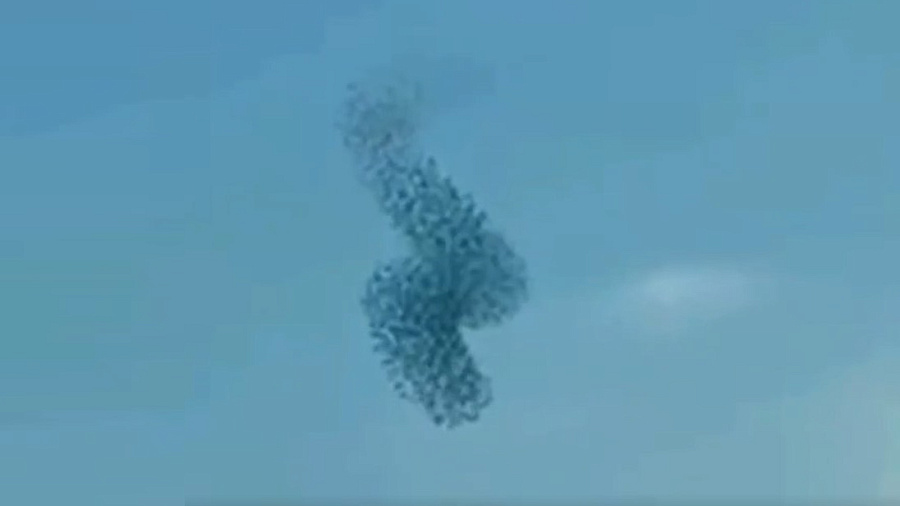 На Кубани сняли на видео зрелищную мурмурацию птиц