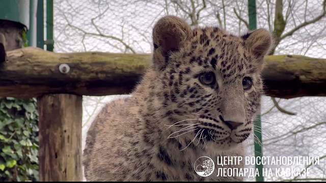 В нацпарке Сочи показали подросшего малыша переднеазиатского леопарда Умку