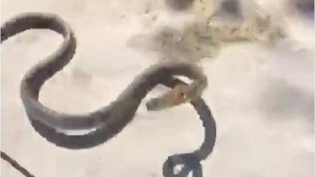 Напавшая на человека змея в Краснодарском крае попала на видео