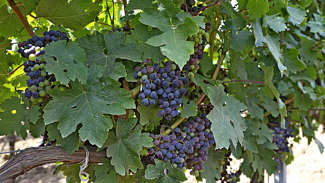 Винодельни из Краснодарского края попали в список лучших в мире