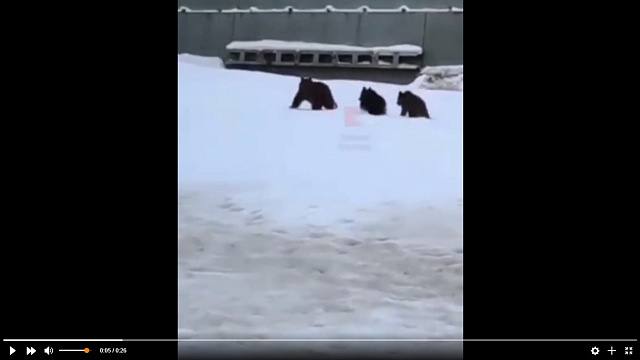 Медведи вышли к людям на горнолыжном курорте в Сочи и попали на видео