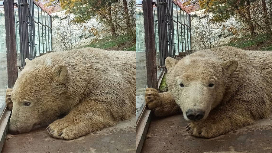 В Сафари-Парке Геленджика рассказали про увлечение белых медвежат превращаться в бурых