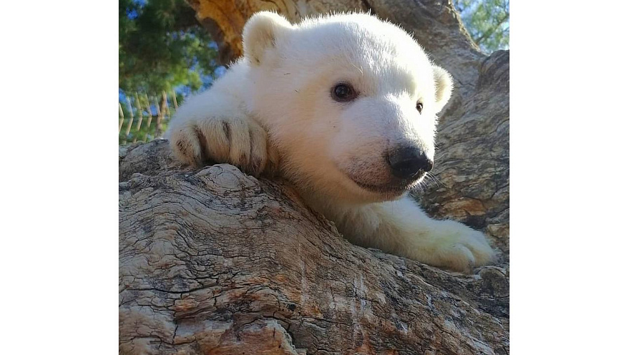 Сафари-парк Геленджика озвучил имена белых медвежат 