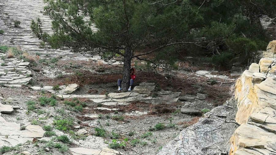 В горах Туапсе туристка зависла на 25-метровой высоте, ухватившись за сосну