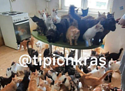 Сбросил с 40-метровой скалы: в Крыму мужчина выкинул из «Ласточкиного гнезда» кошку Мусю 