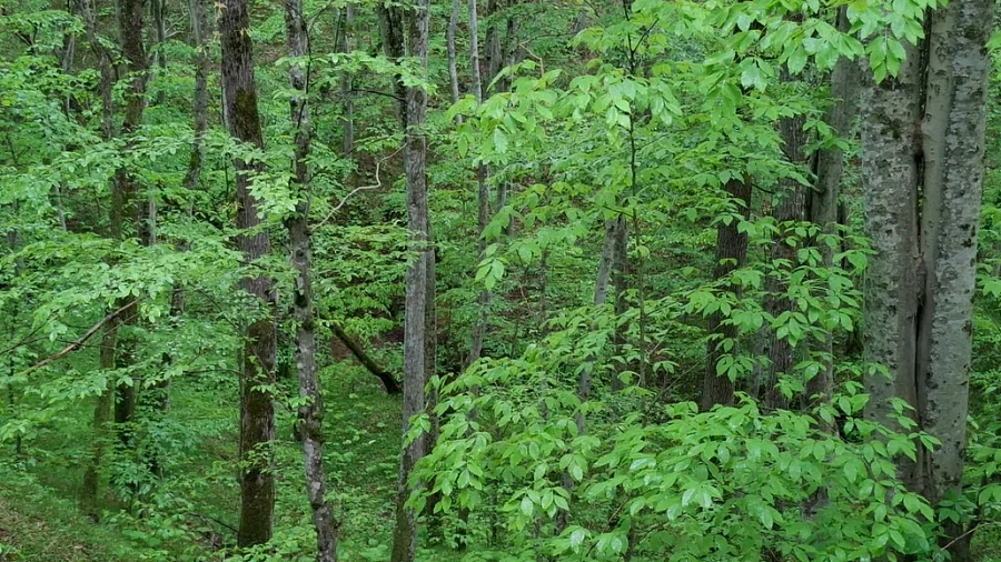 В Абинском районе появился уникальный природный заповедник площадью 1600 гектаров