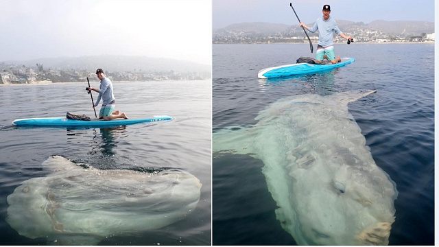 Сапсерферы сняли на видео встречу с гигантской рыбой-луной