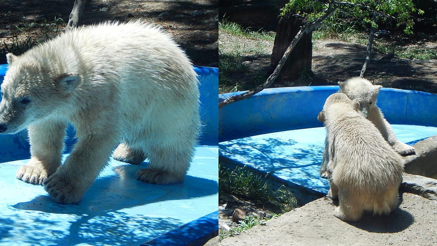Рычат и весят почти 70 килограммов: в Сафари-Парке Геленджика рассказали о взрослении белых медвежат. Фото