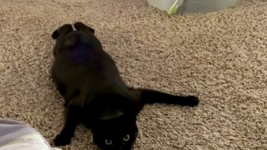 Видео с котом-«шпионом» рассмешило пользователей Сети 