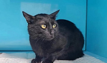 Кот Бурак из Новороссийска стал Бароном и обжился в Краснодаре