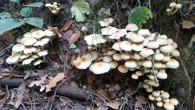 Опасность «тихой охоты»: на Кубани отравились грибами 43 человека с начала года