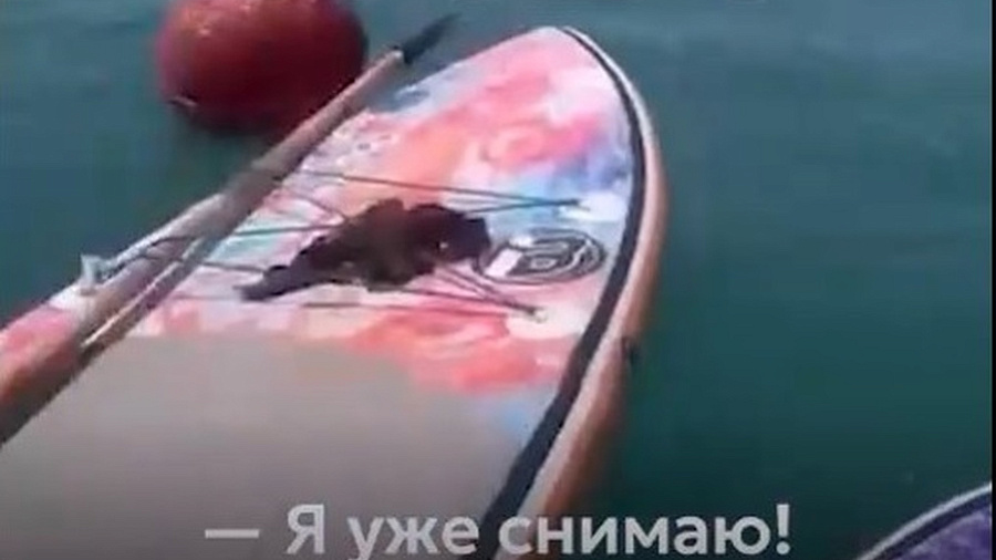iPhone упал в море в Туапсе и стал звездой подводного шоу с крабом