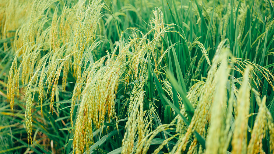  В Краснодарском крае из-за обильных дождей пострадало более 2 тыс. га рисовых чеков