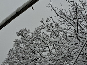 Налипание мокрого снега угрожает ЛЭП и деревьям на Кубани до 14 января