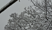 Налипание мокрого снега угрожает ЛЭП и деревьям на Кубани до 14 января