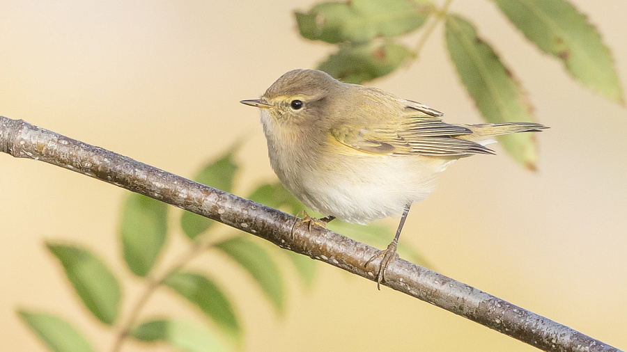 В Сочи на зимовку прилетели более 1000 новых птиц