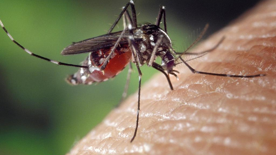 В Анапе в борьбе с комарами задействуют беспилотники