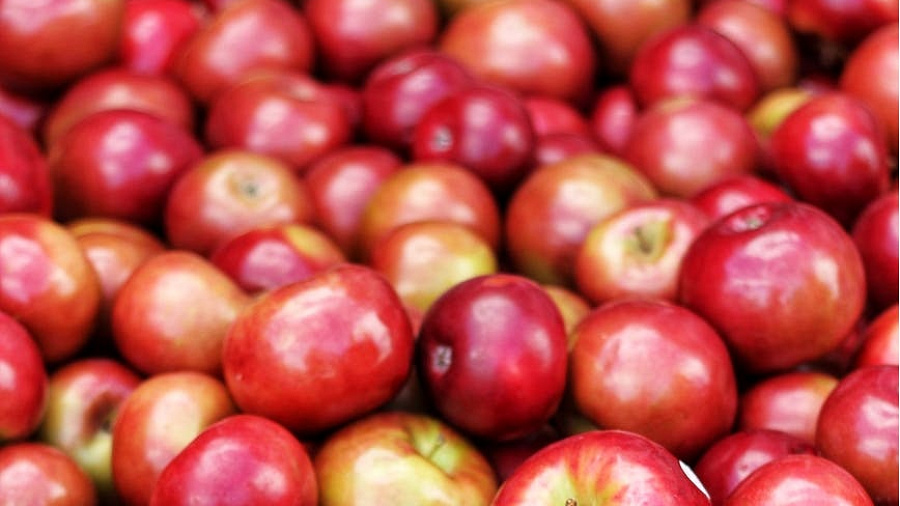 В порт Туапсе завезли более 45 тонн зараженных яблок из Турции