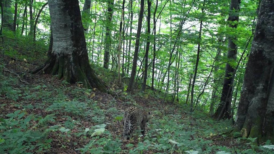 Выращенная в Сочинском нацпарке самка переднеазиатского леопарда Хоста перешла из Северной Осетии в горы Чечни