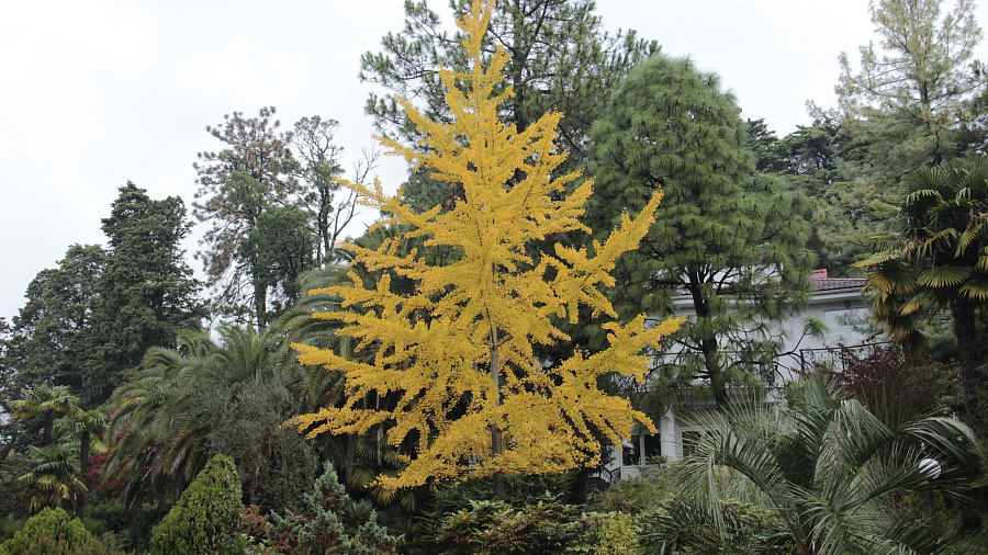 В Сочи самое яркое осеннее дерево, появившееся на Земле 290 млн лет назад, окрасилось в золотой цвет