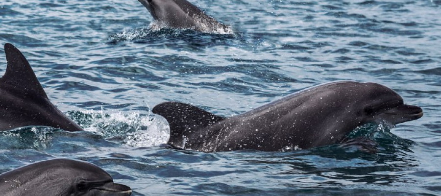 Сотрудники Росприроднадзора взяли пробы воды в Черном море рядом с Геленджиком из-за участившихся случаев гибели дельфинов