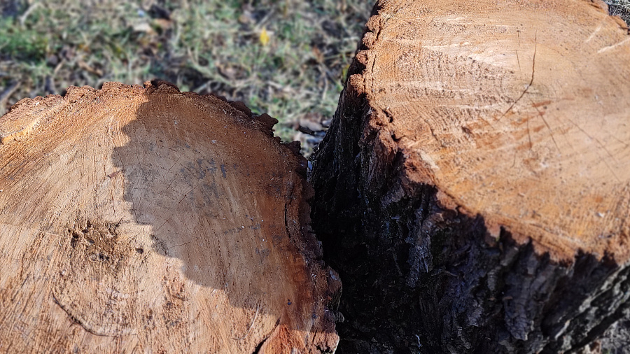 В Минприроды объяснили причину вырубки деревьев на территории «Лесопарк Краснодарский»