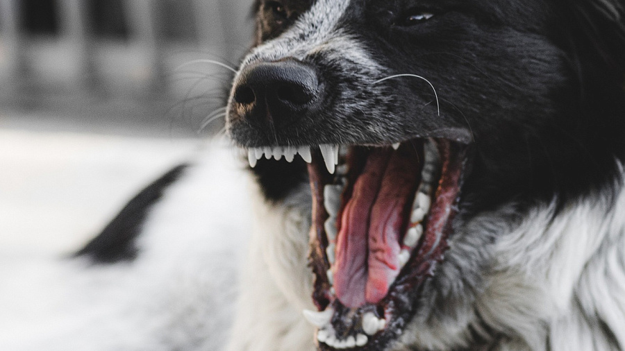 В Краснодаре стая собак напала на пенсионера рядом с детской поликлиникой