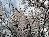 Аномальная весна 2026 накроет Краснодарский край