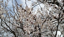 Аномальная весна 2026 накроет Краснодарский край