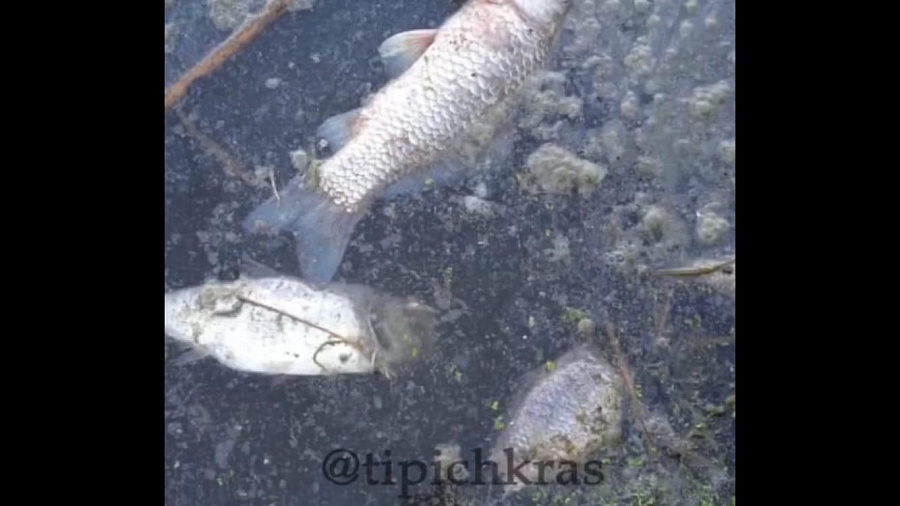Мэрия Краснодара прокомментировала видео с массовой гибелью рыбы в Карасунском озере