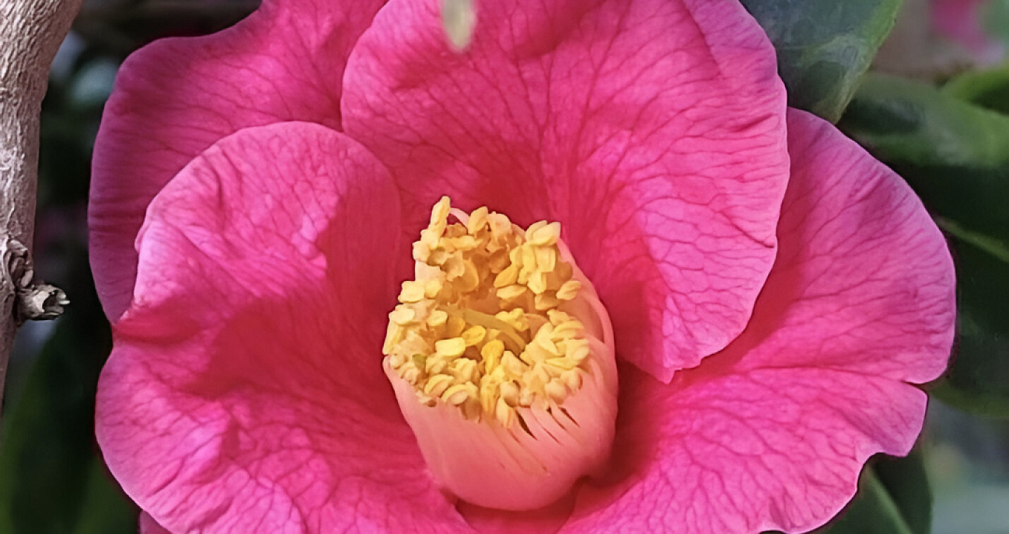 «Дракон в облаках» цветет в парке «Южные культуры» в Сочи