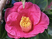 «Дракон в облаках» цветет в парке «Южные культуры» в Сочи