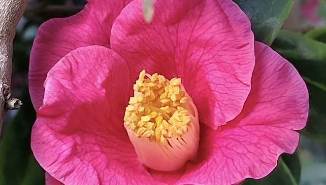 «Дракон в облаках» цветет в парке «Южные культуры» в Сочи